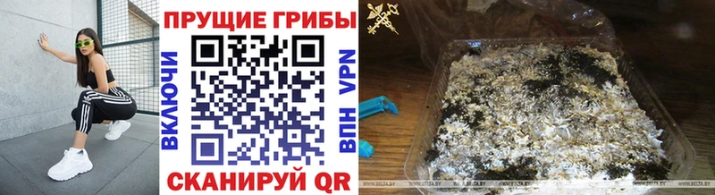 Псилоцибиновые грибы мицелий Кораблино